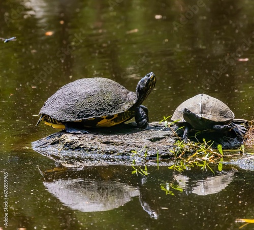 Closeup shot of turtles on a rocky surface over a pond