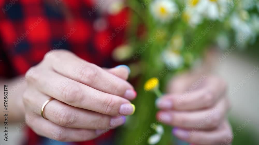 Woman daisy field. Hands are tearing off the petals of the daisy. Fortune-telling on a chamomile love not love. Concept of making choices, decisions, and dilemmas. Woman daisy field. Hands are tearing off the petals of the daisy. Fortune-telling on a chamomile love not love. Concept of making choices, decisions, and dilemmas.