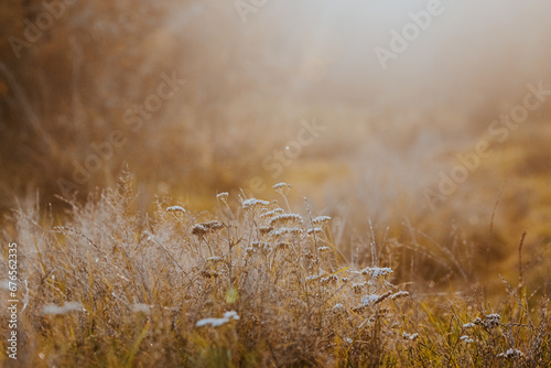 grass in the wind