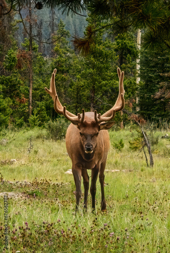 Elk with Magnificent Rack in Jasper  Canada