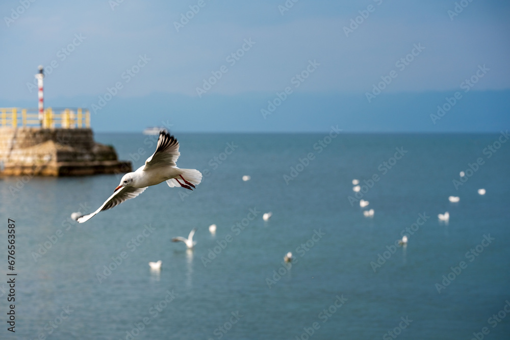 Seagull, flying in the mid air over ohrid lake . Many blurry birds in the background. Hungry formation, concept.