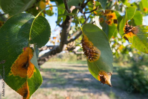 Pear leaves with Gymnosporangium sabinae is a species of rust fungus in the subdivision Pucciniomycotina. Known as pear rust, European pear rust, or pear trellis rust. Problem in gardening photo