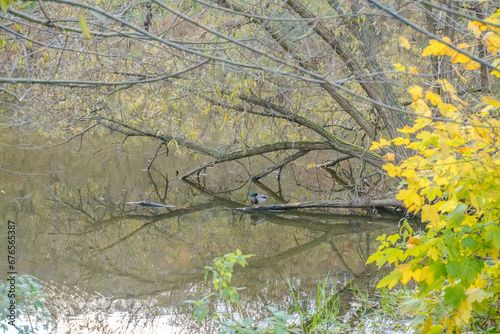 Fototapeta Naklejka Na Ścianę i Meble -  Wild ducks sleeping in a tree along the Berunka River in the autumn season