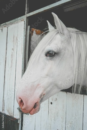 White horse with its head out in the barn