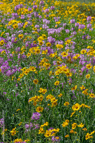 Purple and Yellow Wildflowers in Williams, Arizona