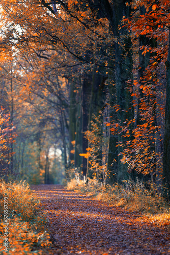 Jesienna aleja w lesie. Kolorowe, czerwone, żółte i pomarańczowe jesienne liście na drzewach 