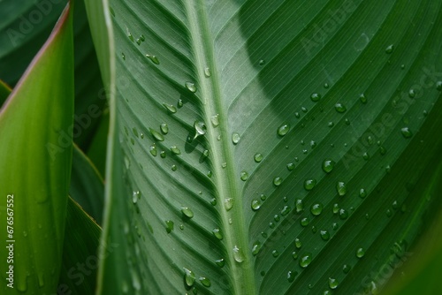 Macro shot of water droplets on the green leaves creates an environmental background
