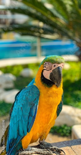 Vertical shot of colorful parrot against blurred background