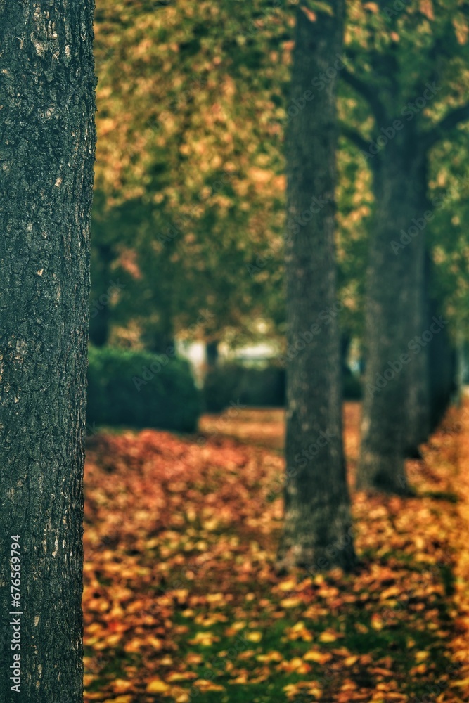 Selective focus of tree trunk in the forest on autumn leaves ground, vertical shot Selective focus of tree trunk in the forest on autumn leaves ground, vertical shot