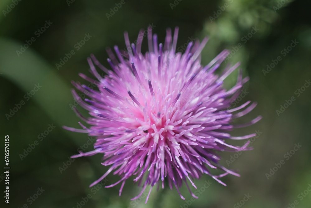 Closeup shot of a purple thistle flower in the garden on a sunny day Closeup shot of a purple thistle flower in the garden on a sunny day