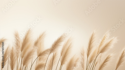 wheat ears on the white background