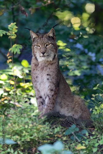 Lynx in nature in summer