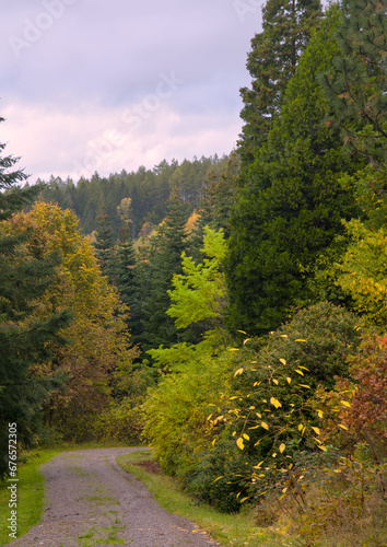 a footpath with multicolored foliage in a forest in autumn, with beautiful colored trees