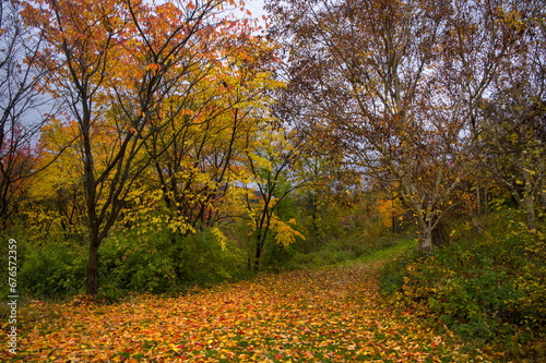 a footpath with multicolored foliage in a forest in autumn  with beautiful colored trees