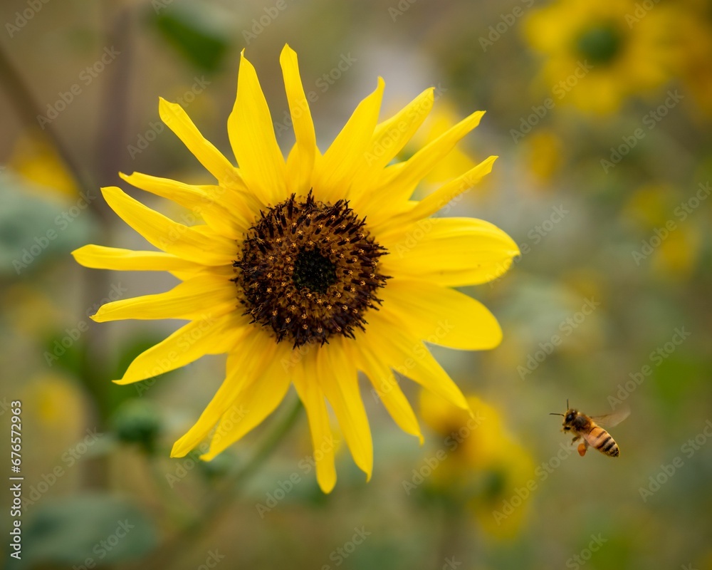 Closeup of a honeybee flying towards a sunflower. Closeup of a honeybee flying towards a sunflower.