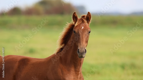 poulain selle francais