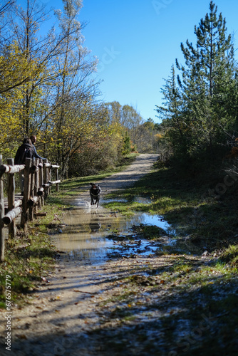 Happy dog runs on puddle making splashes in mountain trail in Abruzzo, Italy.