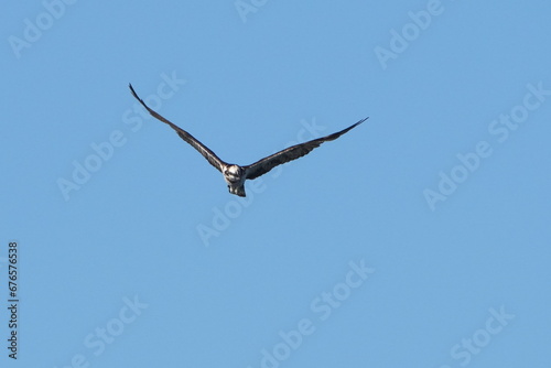 osprey is hunting a fish