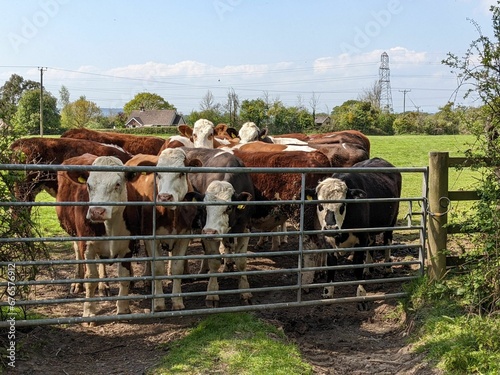 Herd of Simmental cattle, brown cows standing behind a metallic fence in a farm