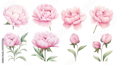 Set of pink peonies flower , Watercolor collection of hand drawn flowers, png #676577356