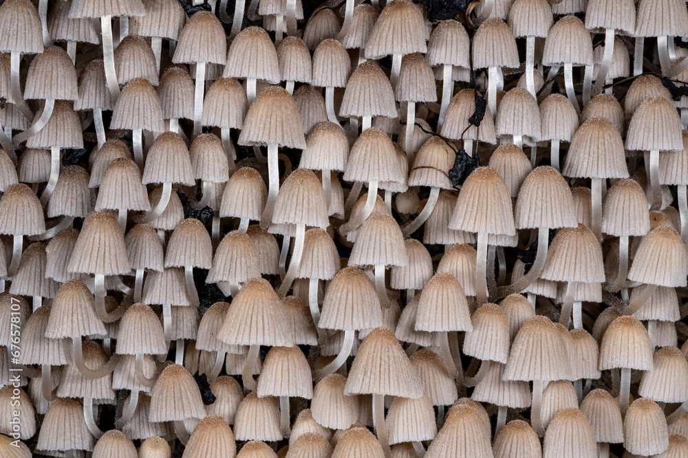 Fototapeta premium Gesäter Tintling (Coprinellus disseminatus), der Pilz wächst oft in Massen auf Totholz