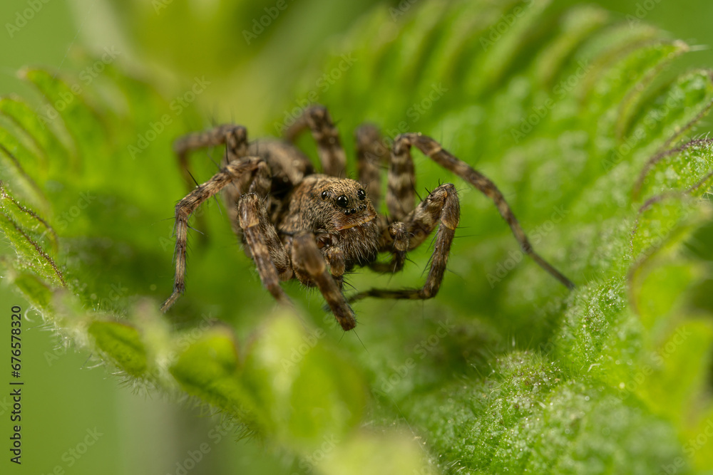 Dunkle Wolfspinne (Pardosa amentata) lauert auf einem Blatt auf Beute Dunkle Wolfspinne (Pardosa amentata) lauert auf einem Blatt auf Beute