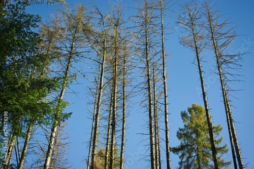 Low angle of larch trees with blue sky behind them