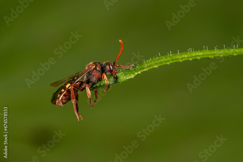 Schlafende Wespenbiene (Nomada), mit ihren Mandibeln hat sie sich an einem Blatt fixiert