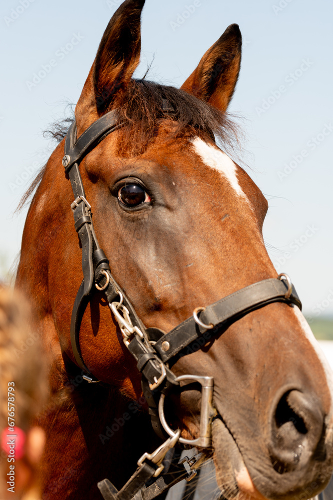 Portrait of the Chestnut horse in bridle. Portrait of the Chestnut horse in bridle.