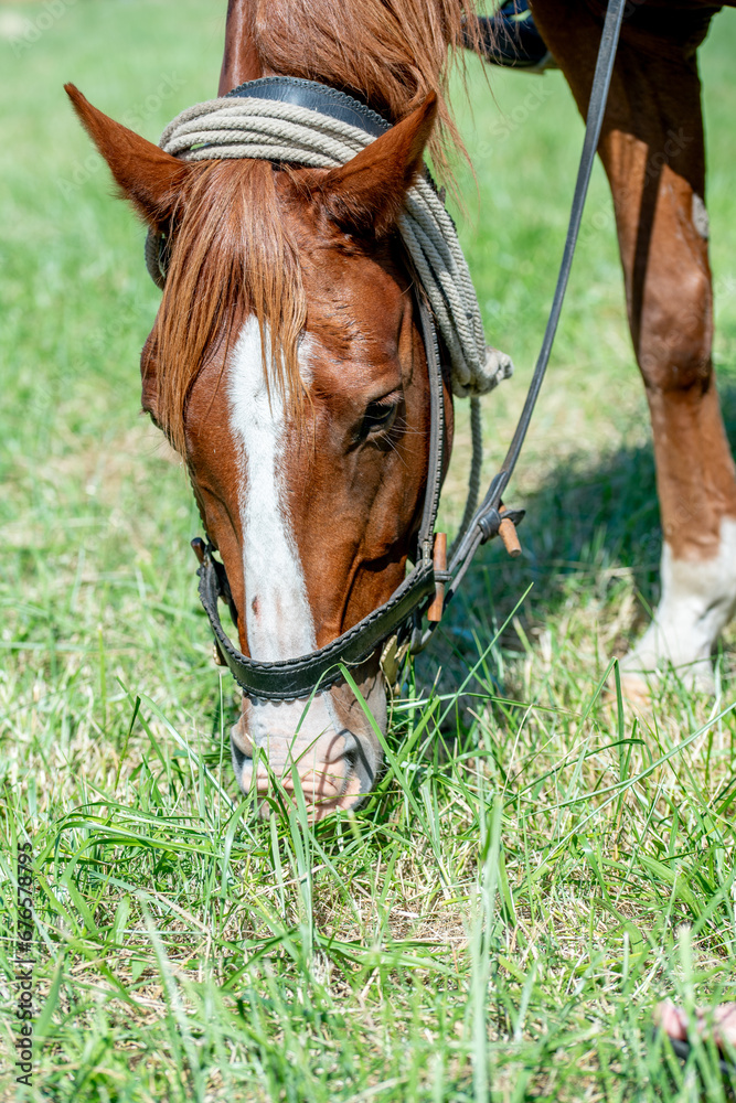Obraz premium two chestnut, sorrel horses graze, they eat green grass