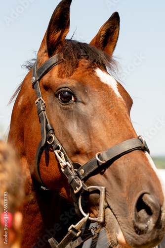 Portrait of the Chestnut horse in bridle.