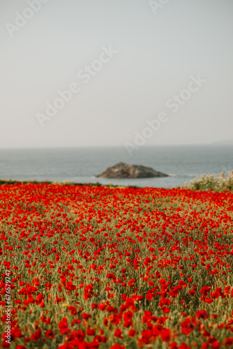 poppies on the coast