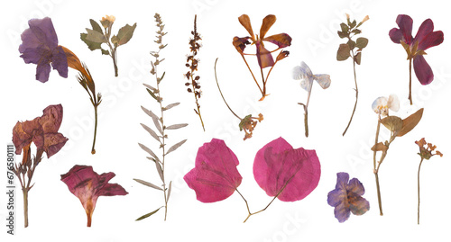 Herbarium dried flowers isolated on a transparent background background. Spring PNG nature for stickers and aesthetic journaling. Wild flowers and plants