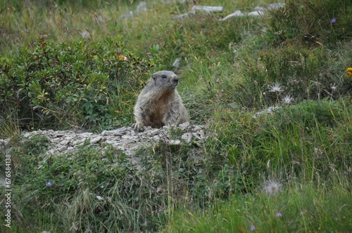 Alpine marmot resting on the rocks of the mountainside of the Alps surrounded by green grass