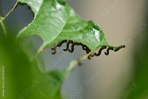 Closeup of Nematus ribesii worms on a green leaf