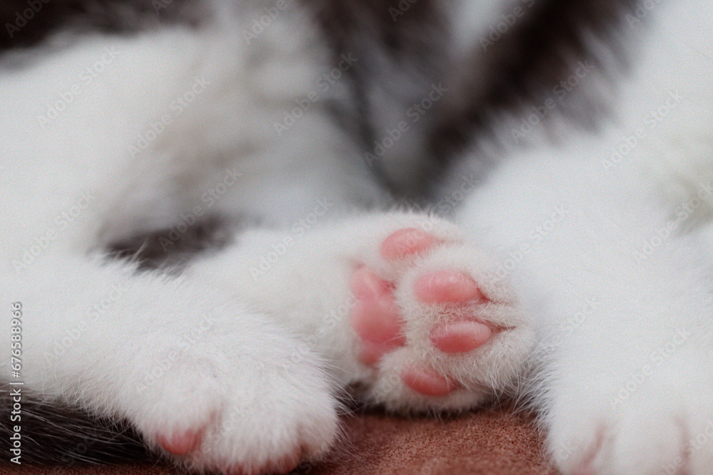 猫の肉球 猫の肉球