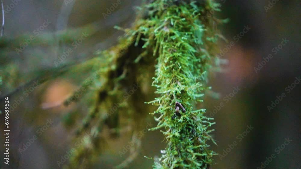 View of a vertical tree branch along its length in the wild. Close-up of tree branch. View of a vertical tree branch along its length in the wild. Close-up of tree branch.