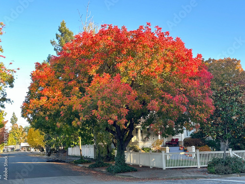 A large Chinese Pistachio is turning red in the autumn. It is planted in a parkway between the street and a house with a white fence. There is a blue sky in the background photo