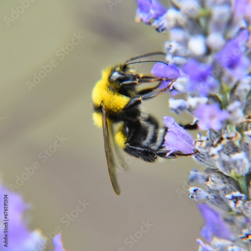 Closeup of bee sipping nectar from purple flower