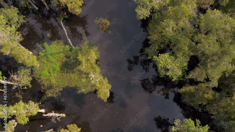 Aerial Top Forward Panning Scenic Shot Of Green Trees In Tranquil River - Bayou, Louisiana Aerial Top Forward Panning Scenic Shot Of Green Trees In Tranquil River - Bayou, Louisiana