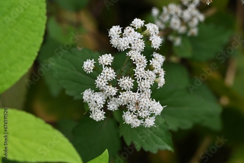White snake root (Ageratina altissima) flowers. Asteraceae perennial toxic plants. Small cylindrical flowers bloom in autumn, and after flowering, fluffy seeds are blown away by the wind.
