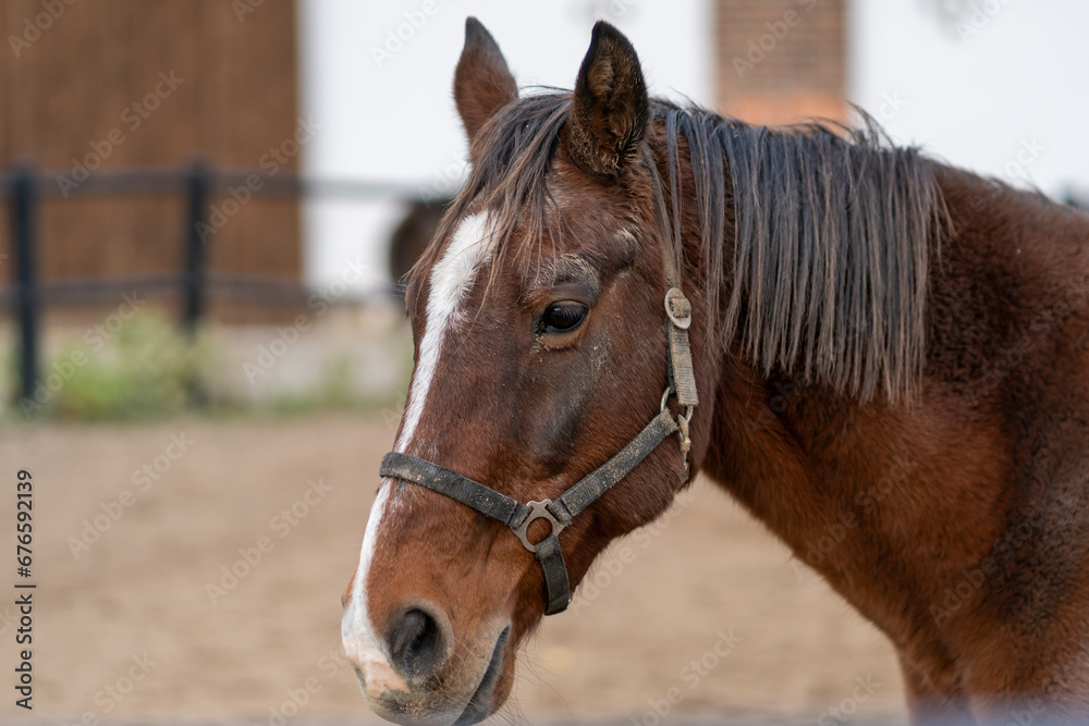 Portrait close up of a beautiful young chestnut stallion. Headshot of a purebred horse against natural background at rural ranch. Portrait close up of a beautiful young chestnut stallion. Headshot of a purebred horse against natural background at rural ranch.
