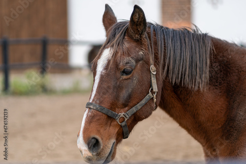 Portrait close up of a beautiful young chestnut stallion. Headshot of a purebred horse against natural background at rural ranch.