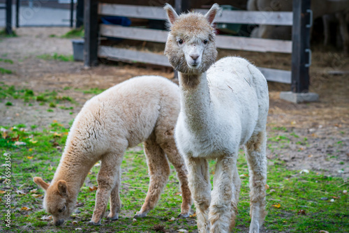 Appaloosa alpaca baby with mother on the farm © Marcin