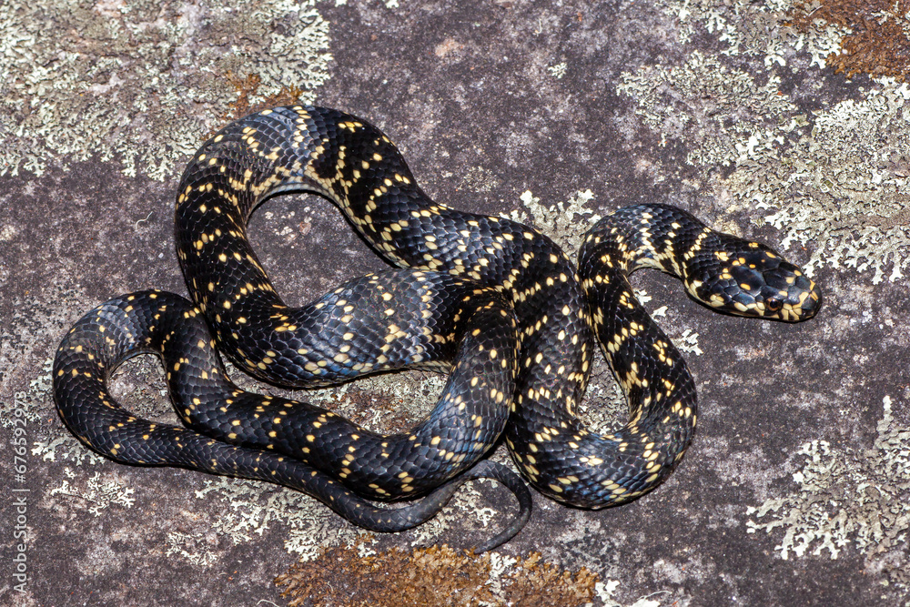 Obraz premium Endangered Australian Broad-headed Snake