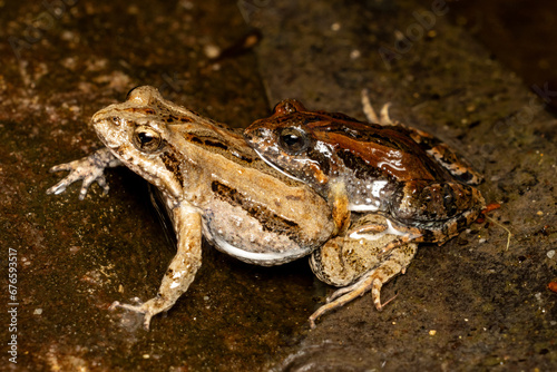 Australian Common Eastern Froglet's in amplexus photo
