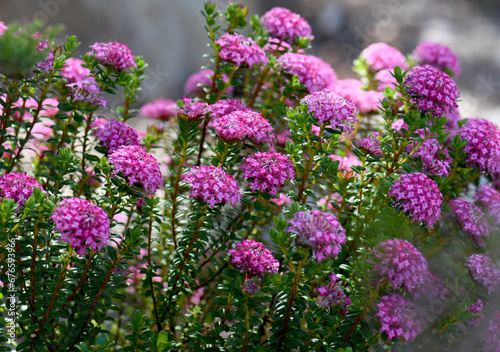 Pink flowers of the Deep Dream cultivar of the Australian native Rose Banjine rice flower, Pimelea rosea, family Thymelaeaceae. Endemic to the southwest coast of Western Australia. Spring flowering.