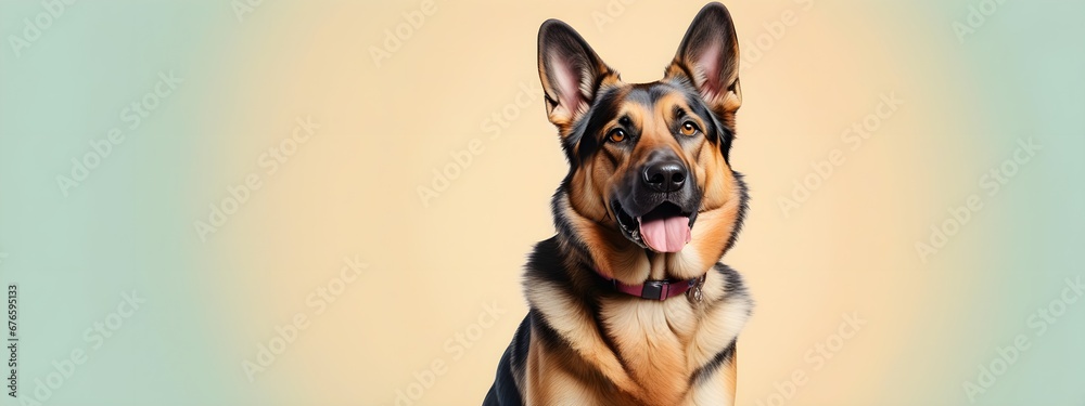 Studio portraits of a funny German Shepherd dog on a plain and colored background. Creative animal concept, dog on a uniform background for design and advertising. Studio portraits of a funny German Shepherd dog on a plain and colored background. Creative animal concept, dog on a uniform background for design and advertising.