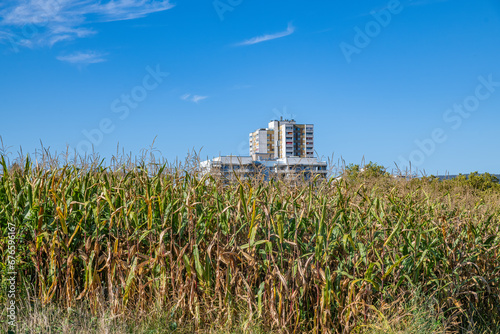 Maisfeld mit Hochhaus und blauem Himmel