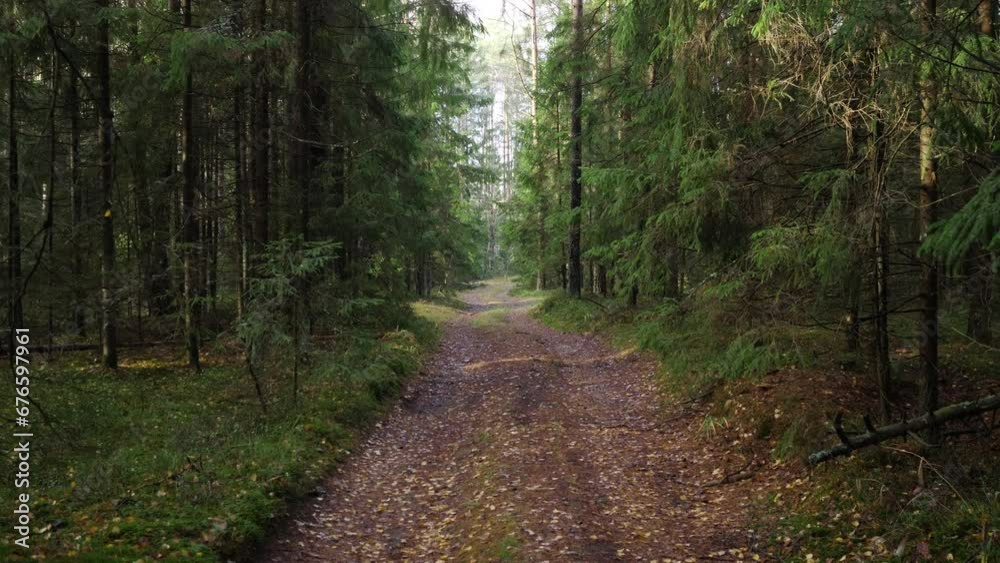 First person view slow motion on a forest road 4k
